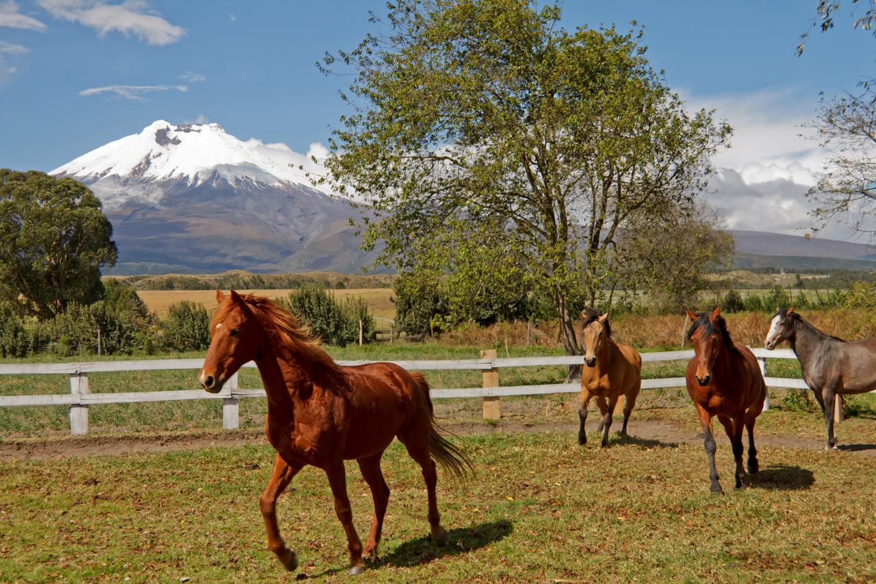 Hacienda San Agustin De Callo Lasso Kültér fotó